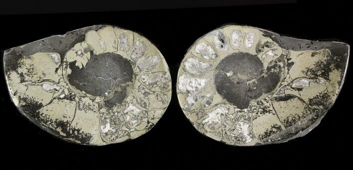 Pyritized Ammonite Fossil Pair #48065